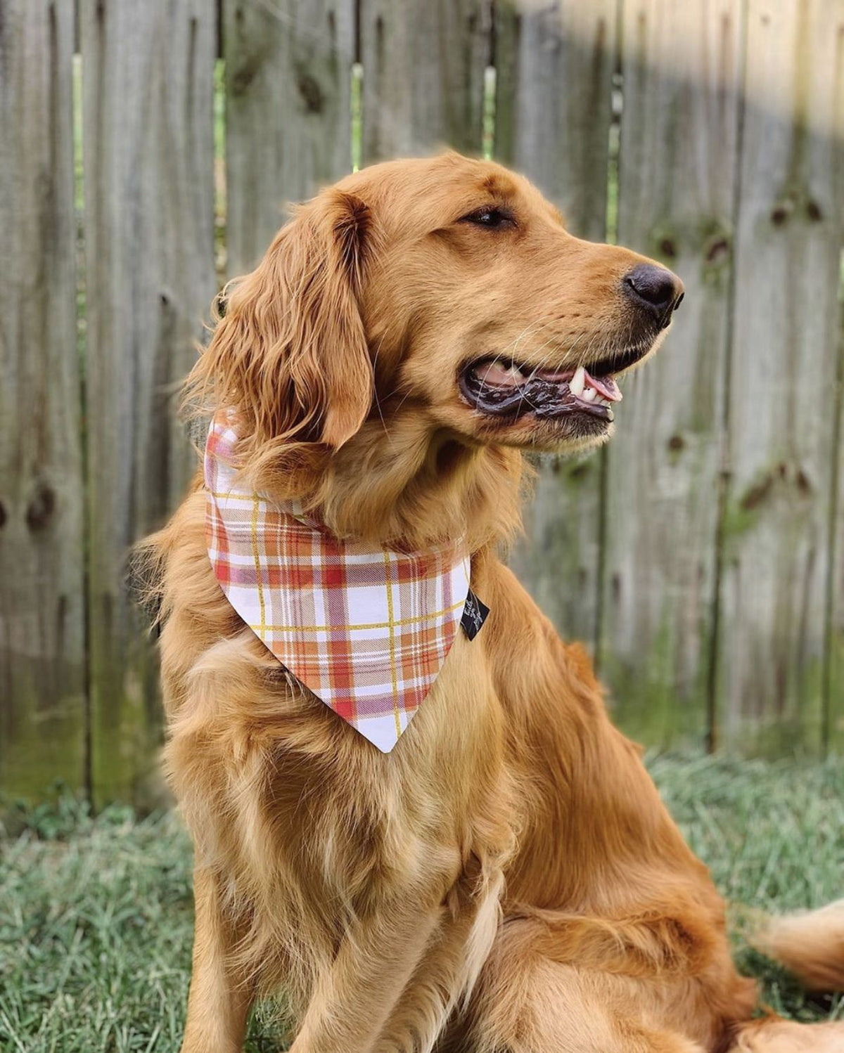 Bandana