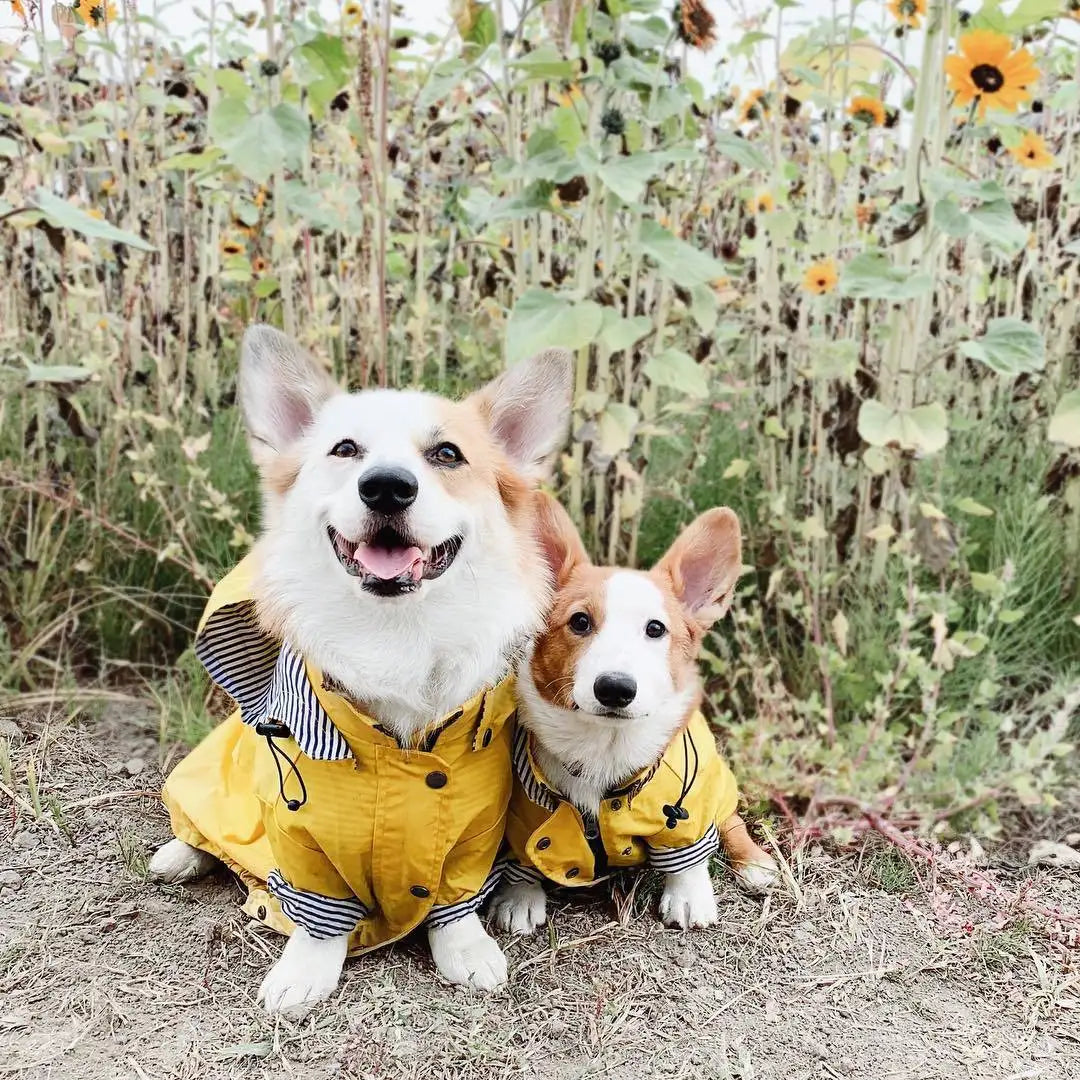 Waterproof Windproof Jacket