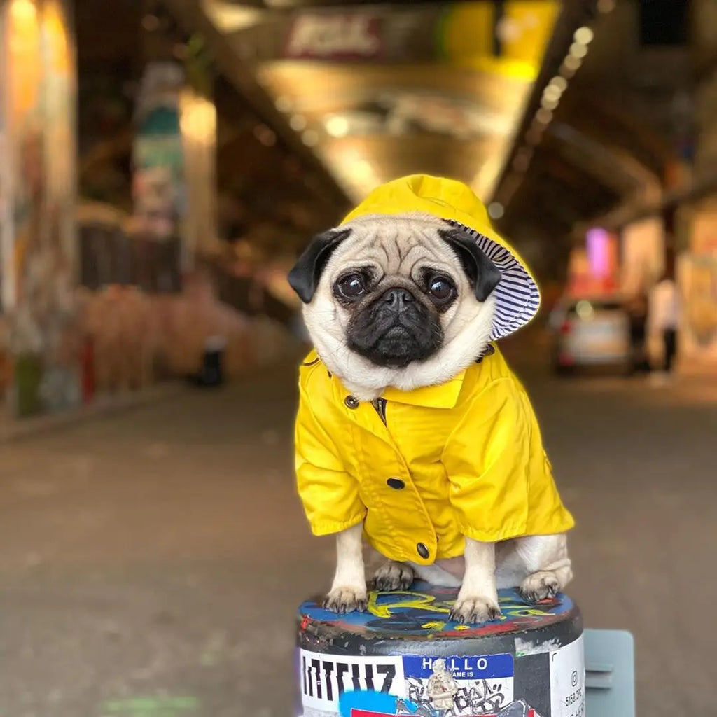 Waterproof Windproof Jacket