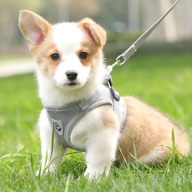Sets Reflective Mesh Harnesses for Small