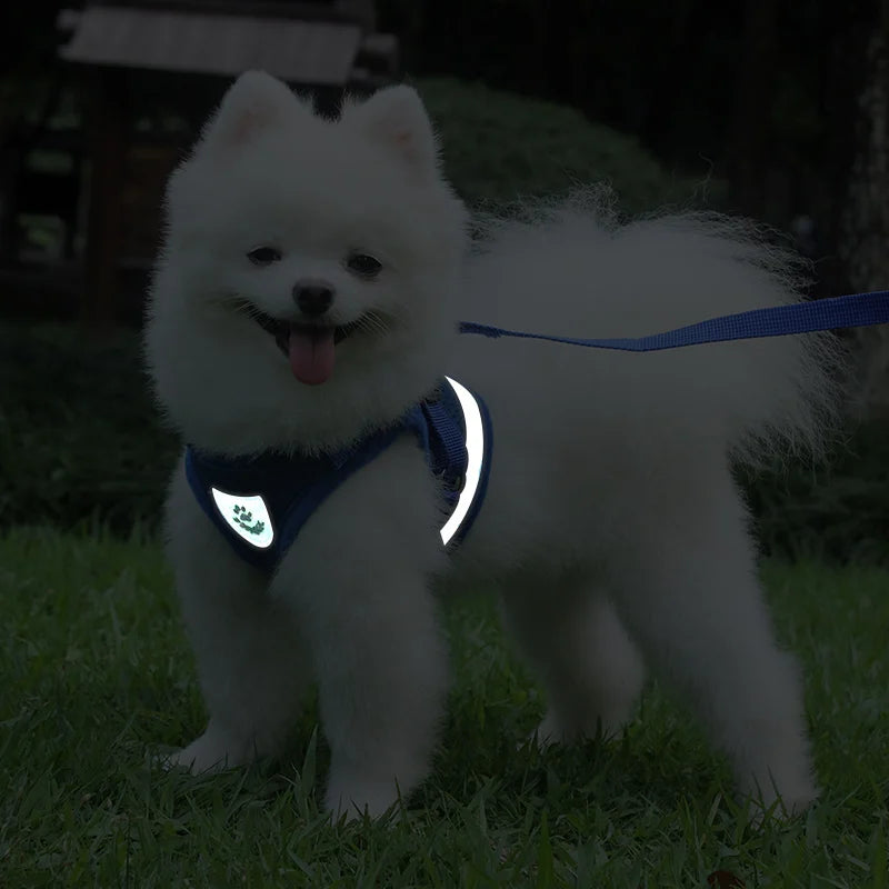 Sets Reflective Mesh Harnesses for Small