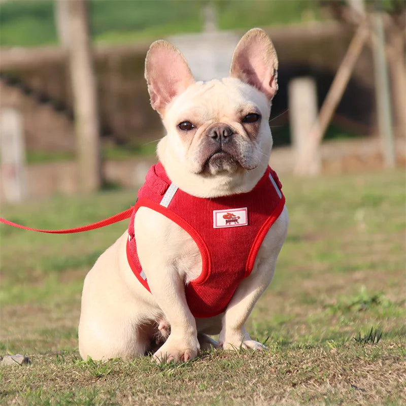 Sets Reflective Mesh Harnesses for Small